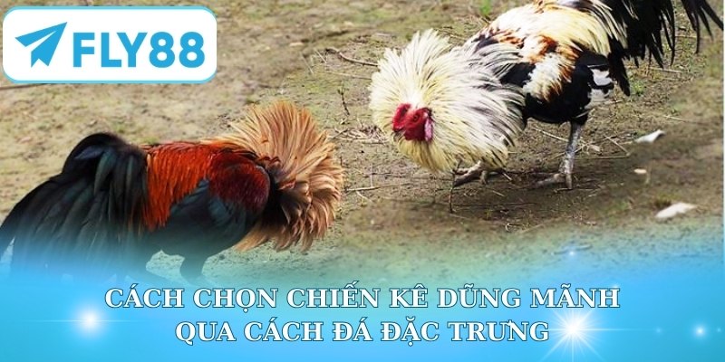 Cách chọn chiến kê dũng mãnh qua cách đá đặc trưng